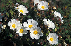 Flowers of Karpathos