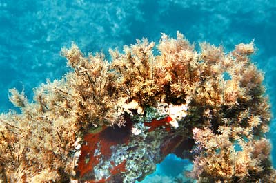 Karpathos diving