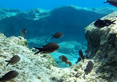 Karpathos diving 