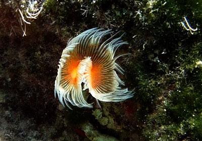 Amopi diving