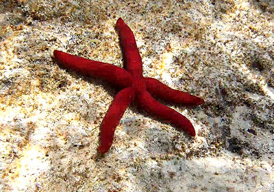 Karpathos Tauchen